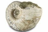 Bumpy Ammonite (Douvilleiceras) Fossil - Giant Specimen! #289100-3